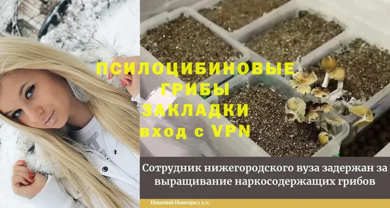 Псилоцибиновые грибы GOLDEN TEACHER  Венёв 